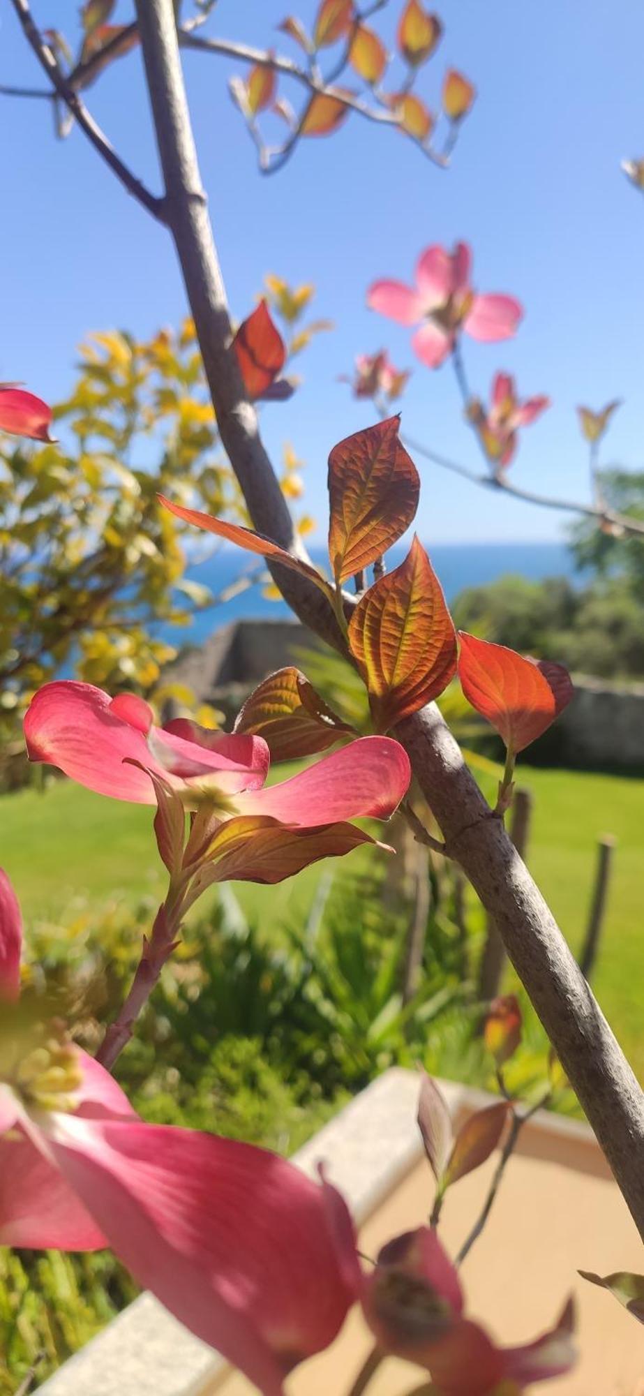 Il Giardino Sull'Isola - Appartamento - Bergeggi Dış mekan fotoğraf